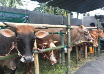 Fatwa MUI Lumajang, Ternak Alami PMK Gejala Ringan Boleh Dijadikan Qurban