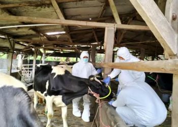 Pemkab Lumajang Targetkan 6000 Vaksin dari Kementerian