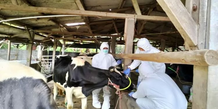 Pemkab Lumajang Targetkan 6000 Vaksin dari Kementerian