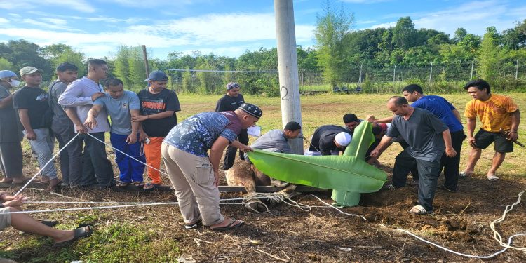 UPBU Melalan Kubar Sembelih 4 Ekor Sapi, 390 Kilo Daging Qurban Dibagikan ke Masyarakat