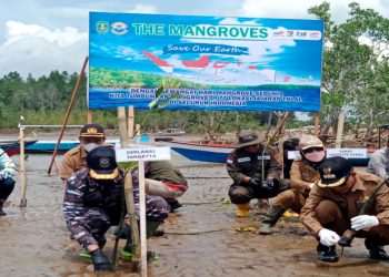 Hijaukan Pesisir, Lanal Sangatta Tanam 7700 Bibit Pohon Bakau