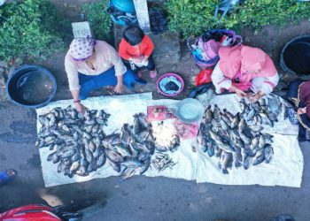 Fenomena Koyo di Ranu Klakah Lumajang, Buat Warga Panen Ikan Lebih Dulu