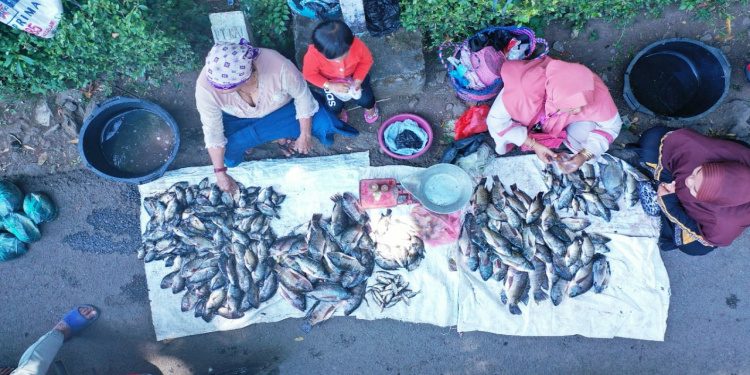 Fenomena Koyo di Ranu Klakah Lumajang, Buat Warga Panen Ikan Lebih Dulu