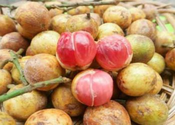 Rambai dari Ibu Menteri