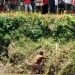 Kepergok Curi Motor, SM Warga Jember Nekat Ceburkan Diri ke Sungai