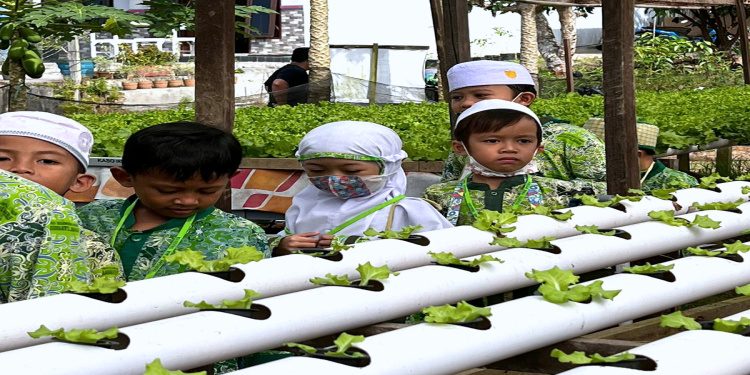 Siswa KBIT-TKIT Raudhatul Jannah Dikenalkan Kebun Hidroponik
