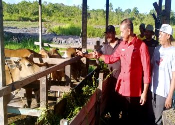 DPRD Provinsi Gelontorkan 24 Ekor Sapi, 18 Diantaranya untuk Peternak di Kutim, Agiel: Wujudkan Aspirasi Warga