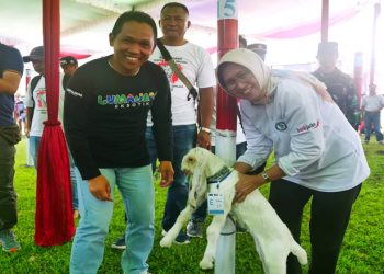 Kontes Kambing Senduro Lumajang Jadi Ajang Pencarian Bibit Berkualitas