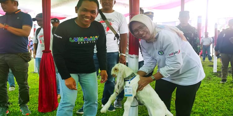 Kontes Kambing Senduro Lumajang Jadi Ajang Pencarian Bibit Berkualitas