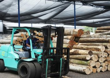 Lumajang Diklaim sebagai Penghasil Kayu Sengon Terbesar di Jatim