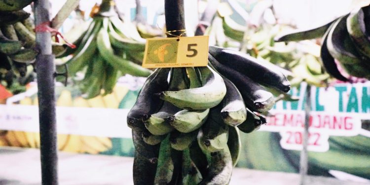 Tiga Komoditas Unggulan Khas Lumajang Terdaftar di Varietas di Kementerian Pertanian