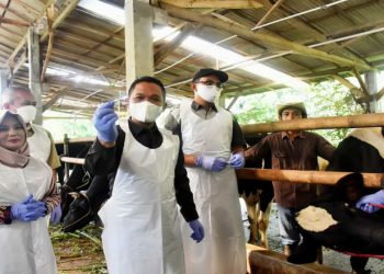 Waspadai PMK Gelombang Kedua, Pemkab Lumajang Upayakan Percepatan Vaksinasi Ternak