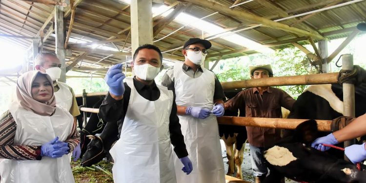 Waspadai PMK Gelombang Kedua, Pemkab Lumajang Upayakan Percepatan Vaksinasi Ternak