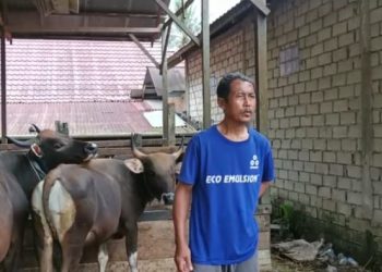 Peternak Sapi tidak Sanggup Bayar Cicilan KUR, Puluhan Sapi Kurban Belum Dibayar oleh Pengusaha “Dermawan” Viral di Medsos