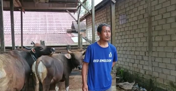 Peternak Sapi tidak Sanggup Bayar Cicilan KUR, Puluhan Sapi Kurban Belum Dibayar oleh Pengusaha “Dermawan” Viral di Medsos