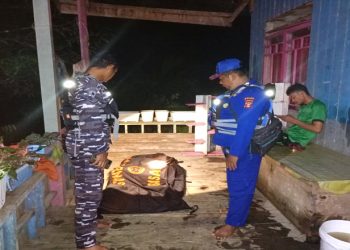 Bersama Masyarakat, Lanal Sangatta Berhasil Evakuasi Korban Sambaran Buaya di Manubar