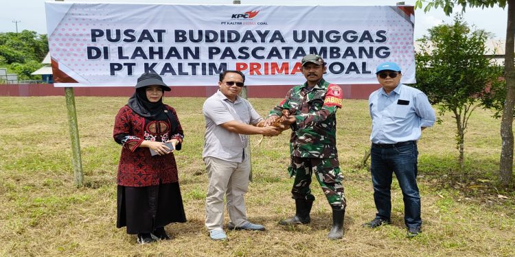Kolaborasi KPC dan Asosiasi Usaha Ternak Ayam Petelur Sangatta Kembangkan Ayam Petelur di Lahan Pasca Tambang